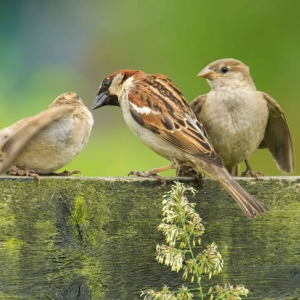 Redwell   07 06 2016   D3s (159 Of 165).jpg